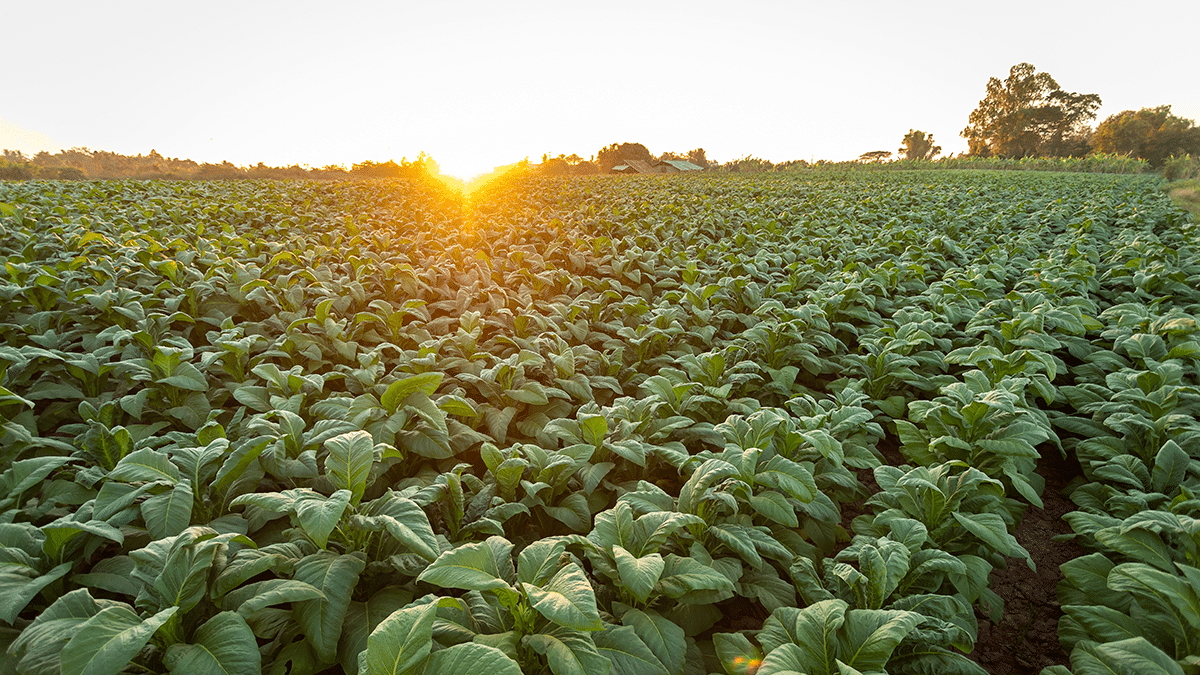 Is it illegal to grow tobacco in Australia? Dribbin & Brown